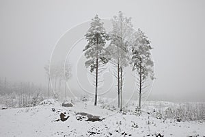 Winter in Finland. Winter snowy forest. Winter Nature landscape outdoor background