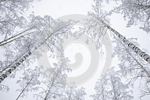 Winter in Finland. Winter snowy forest. Winter Nature landscape outdoor background