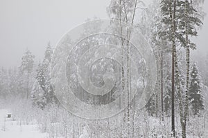 Winter in Finland. Winter snowy forest. Winter Nature landscape outdoor background