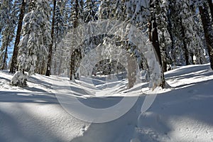 Winter fir forest landscape. Fir tree trunks and branches covered with snow. Ski track through a snowy forest