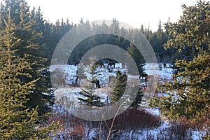 Winter fir landscapes horses