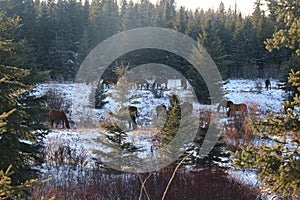 Winter fir landscapes horses