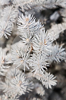 Winter fir-tree branch