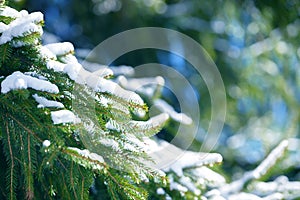 Winter fir tree branches covered with snow. Frozen spruce tree branch in winter forest.