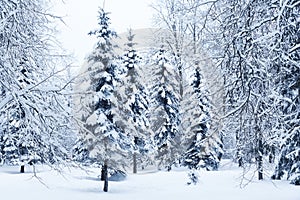 Winter fir tree Christmas scene with sunlight