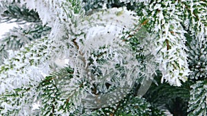 Winter fir-tree Forest with Snowy Christmas Trees. Branches close-up with snow