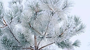 Winter fir-tree Forest with Snowy Christmas Trees. Branches close-up with snow