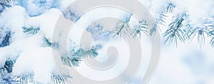 Winter fir tree holiday snow background. Blue spruce, snowflakes. Beautiful Christmas or New year blurred background