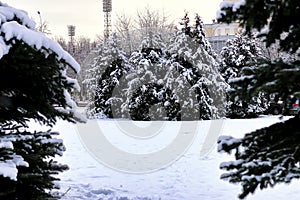 winter fir tree sunlight