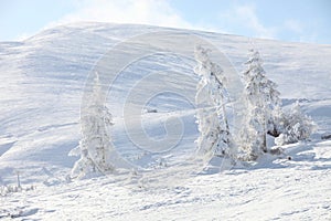 Winter fir-trees in mountains covered with snow