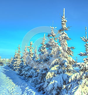 Winter fir Yakutsk