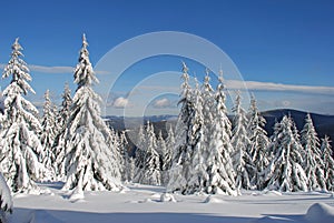 Winter firs under snow