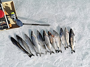 Winter fishing, catching a fish in the North of Sweden