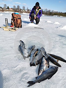 Winter fishing, catching a fish in the North of Sweden