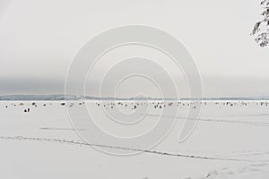Winter fishing championship in Belarus, thousands of fishermen on ice in winter