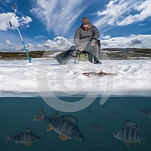 Winter fishing concept. Fisherman in action. Catching perch fish from snowy ice at lake above troop of fish. Double view under