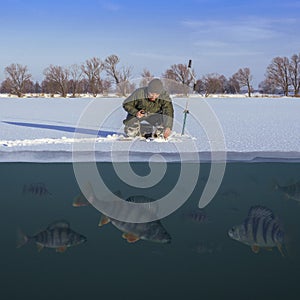 Winter fishing concept. Fisherman in action. Catching perch fish from snowy ice at lake above troop of fish. Double view under and