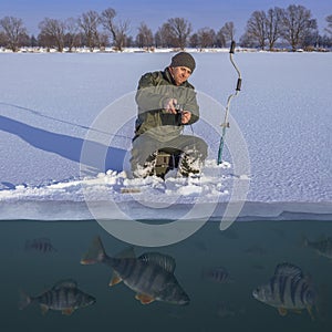 Winter fishing concept. Fisherman in action. Catching perch fish from snowy ice at lake above troop of fish. Double view under and