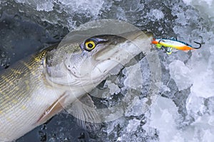 Winter fishing concept. Pike fish on ice hole on snow.