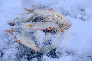 Winter fishing.Fish roach closeup on the ice