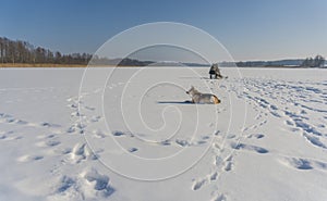 Winter fishing. Fisherman with the dog on a lake at winter sunny day.