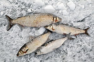 Winter fishing, good catch of fish in winter on ice, northern fish muksun