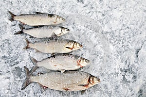 Winter fishing, good catch of fish in winter on ice, northern fish muksun