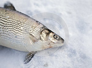 Winter fishing, good catch of fish in winter on ice, northern fish muksun