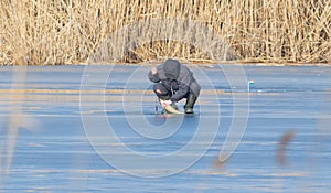 Winter fishing on ice. Fisherman caught pike. A man took fish out of an ice hole