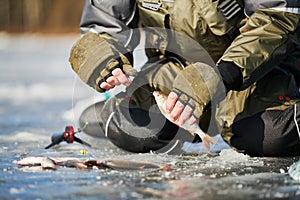 Winter fishing on ice. Roach fish catch in fisherman or angler hands