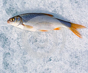 Winter fishing. Just trapped fish lies on ice.