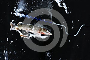 Winter fishing on a predator. A large pike caught by a fisherman lies on the ice. Copy space