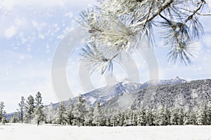 Winter Flagstaff Arizona Mountain Snowy Scene