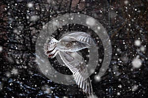 Winter flight of a seagull