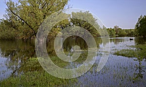 Winter Flooding Meadow