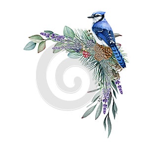 Winter floral decor. Watercolor illustration. Hand drawn blue jay with eucalyptus, pine branches, lavender cones