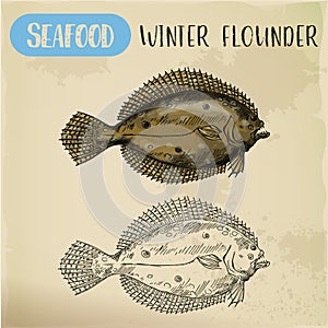 Winter flounder side view sketch for sign