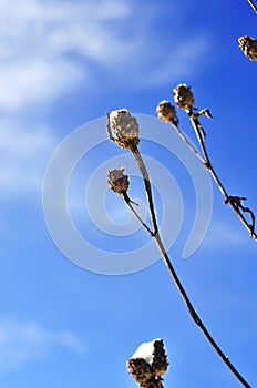 Winter flower branches