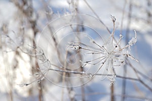 Winter Flower With Ice Crystals
