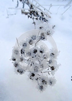 Winter flower, nature has created a masterpiece similar to the curl, the element of the treble clef
