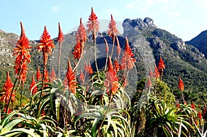 Winter-flowering Aloes in Kirstenbosch Botanical Gardens