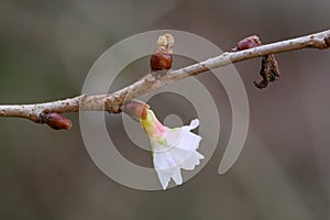 Winter-flowering cherry Prunus x subhirtella Autumnalis, budding pink flower