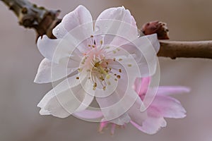 Winter-flowering cherry Prunus x subhirtella Autumnalis, pink flower in close-up