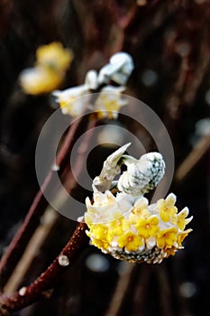 Winter flowering Edgeworthia Chrysantha `Grandiflora` photo