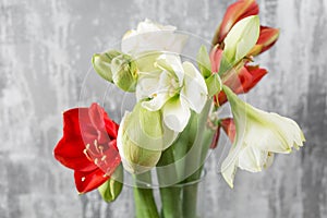 Winter flowers. Amaryllis in a vase watering can standing on a wooden table. On the background old gray wall art.