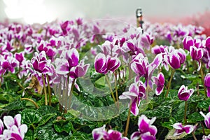 Winter flowers cyclamen flowers in greenhouse