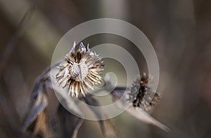 Winter flowers, dead with seeds for winter season or death