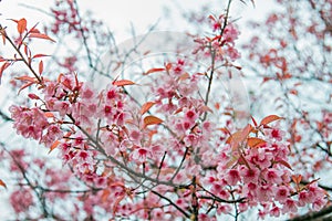 Winter flowers