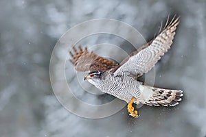 Winter with flying bird in the forest. Bird of prey Northern Goshawk landing on spruce tree during winter with snow. Wildlife scen