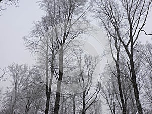 Winter fog in a forest with tall trees in Germany